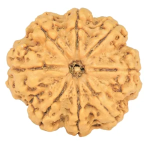 8 Mukhi Rudraksha 30.7mm 7.37gm - Rudraksha