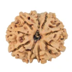 9 Mukhi Rudraksha 27.6mm 5.98gm - Rudraksha