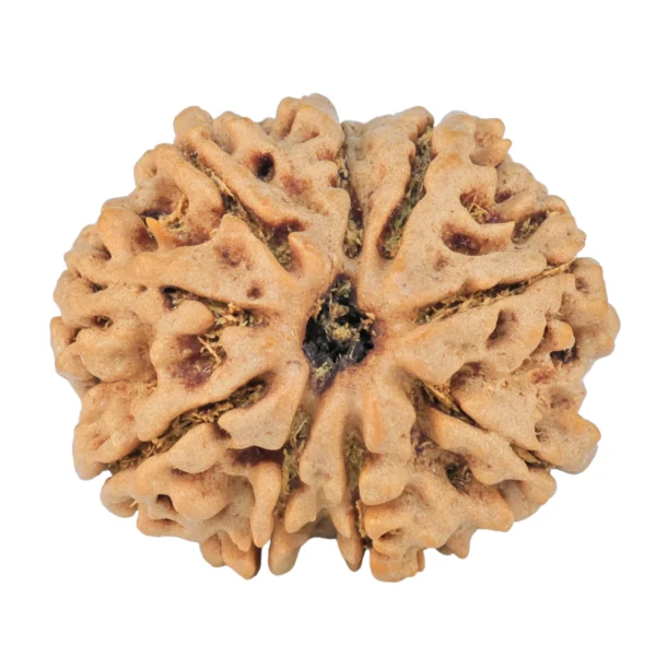 9 Mukhi Rudraksha 27.6mm 5.98gm - Rudraksha