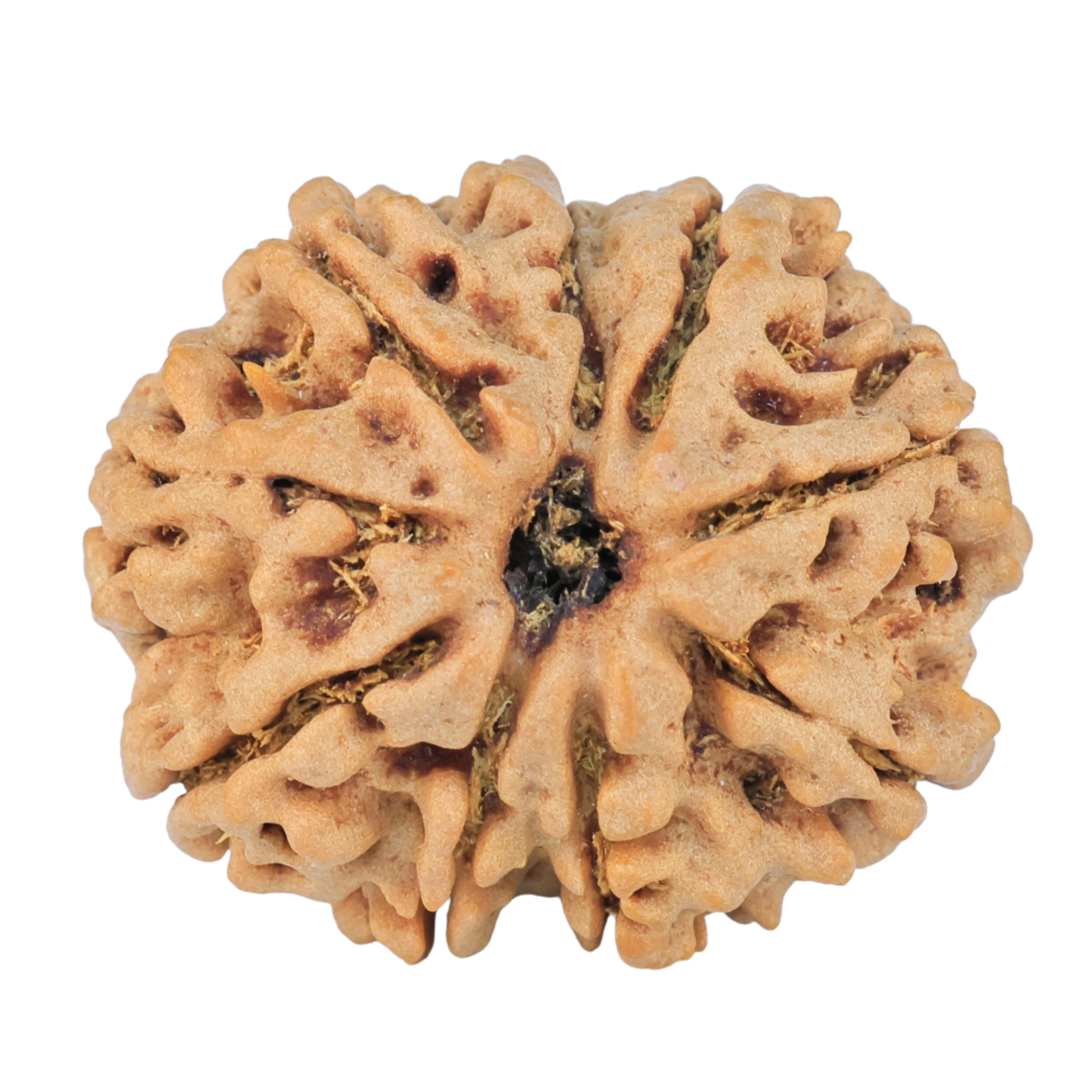9 Mukhi Rudraksha 27.6mm 5.98gm - Rudraksha