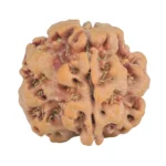 1MK(Underdeveloped) 22.3mm 3.78gm - Rudraksha