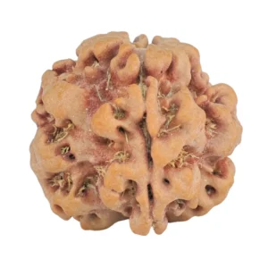 1MK(Underdeveloped) 22.3mm 3.78gm - Rudraksha