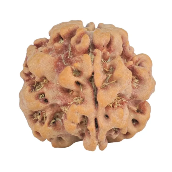 1MK(Underdeveloped) 22.3mm 3.78gm - Rudraksha