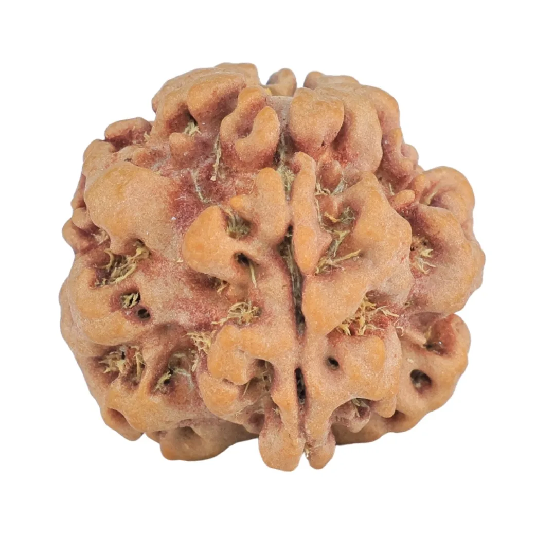 1MK(Underdeveloped) 22.3mm 3.78gm - Rudraksha