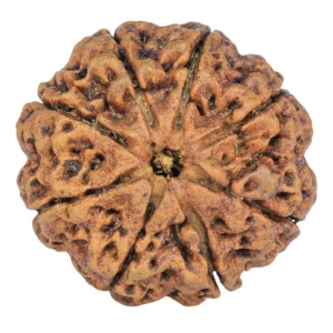 8 Mukhi Rudraksha 31.4mm 7.31gm - Rudraksha