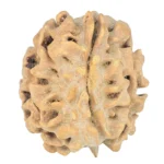 1 Mukhi Rudraksha 20.7mm 2.51gm - Rudraksha