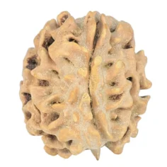1 Mukhi Rudraksha 20.7mm 2.51gm - Rudraksha