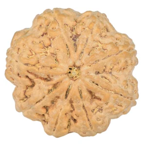 8 Mukhi Rudraksha 29.2mm 8gm - Rudraksha