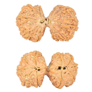 10 Mk Gaurishankar 36.7mm 7.88gm - Rudraksha