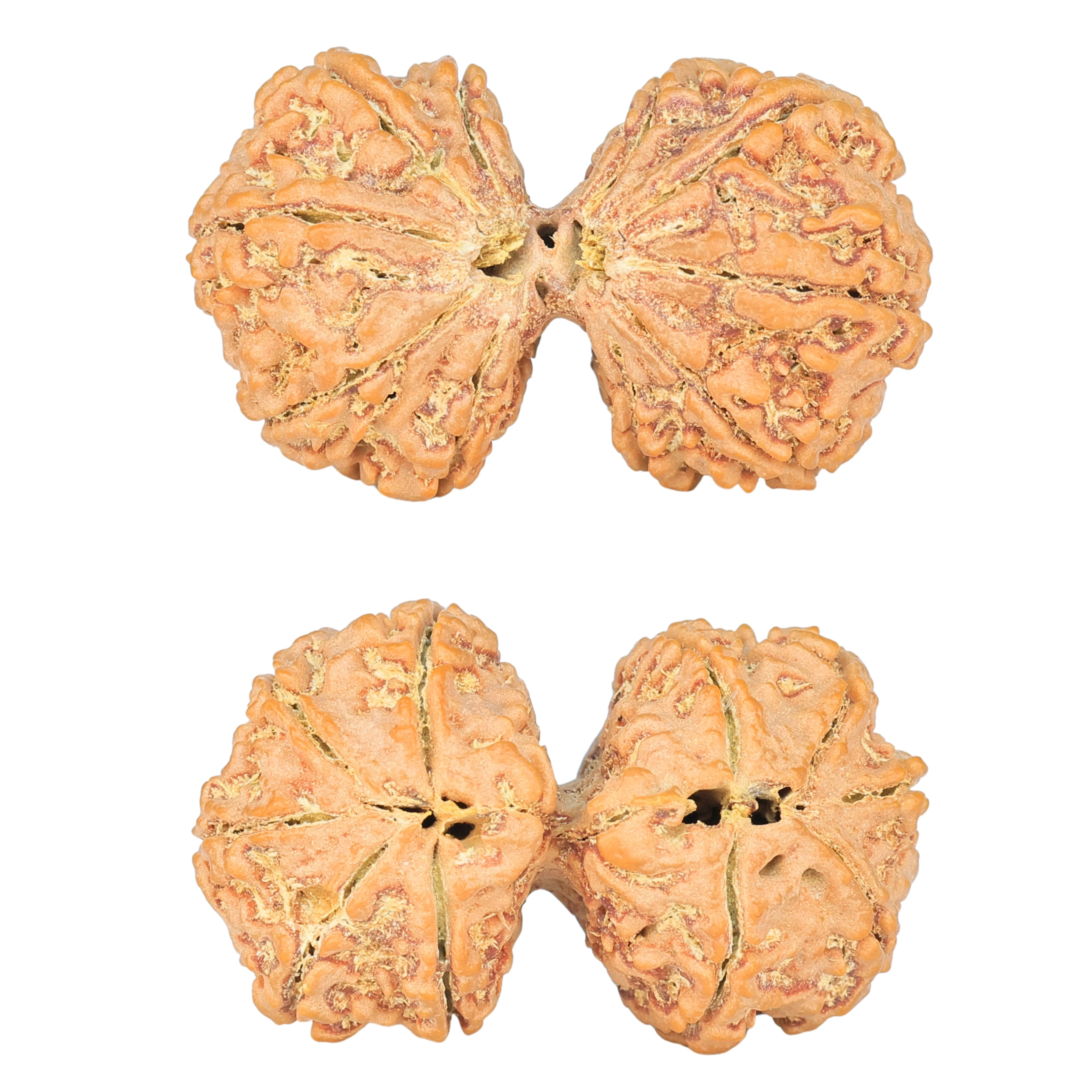 10 Mk Gaurishankar 36.7mm 7.88gm - Rudraksha