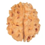 1 Mukhi Rudraksha 19.7mm 2.27gm - Rudraksha