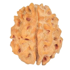 1 Mukhi Rudraksha 19.7mm 2.27gm - Rudraksha
