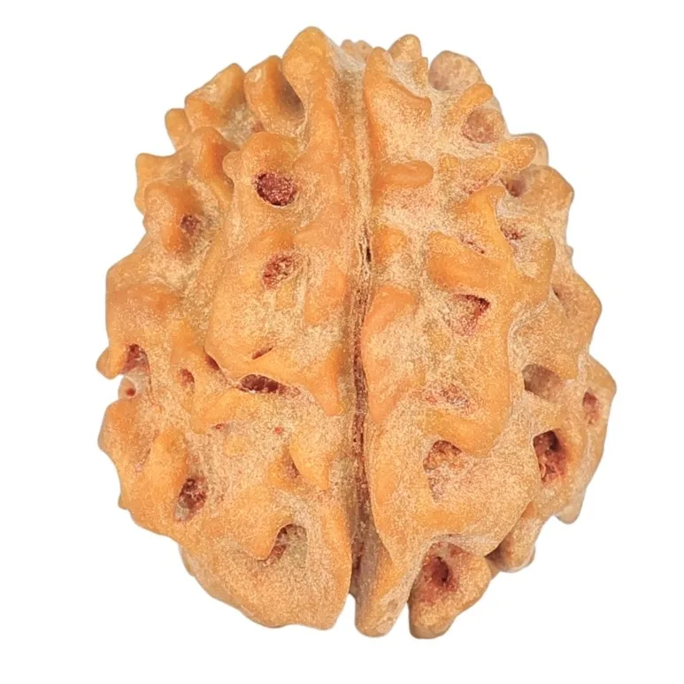 1 Mukhi Rudraksha 19.7mm 2.27gm - Rudraksha