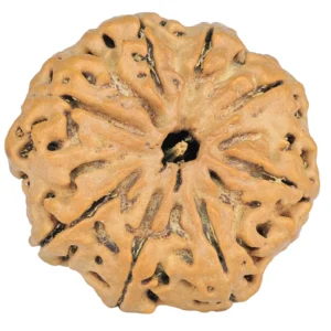 8 Mukhi Rudraksha 28.3mm 5.97gm - Rudraksha