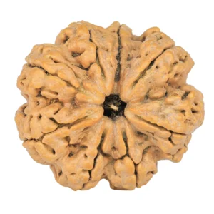 8 Mukhi Rudraksha 30.6mm 5.18gm - Rudraksha