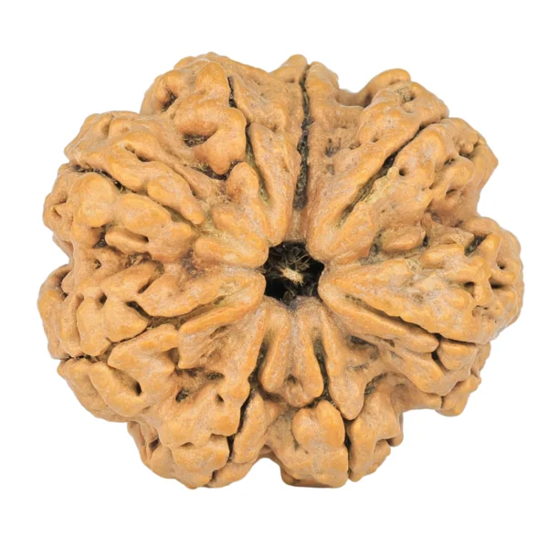 8 Mukhi Rudraksha 30.6mm 5.18gm - Rudraksha