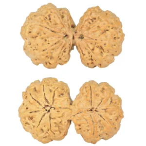 11 MK Gaurishankar 38.3mm 7.17gm - Rudraksha