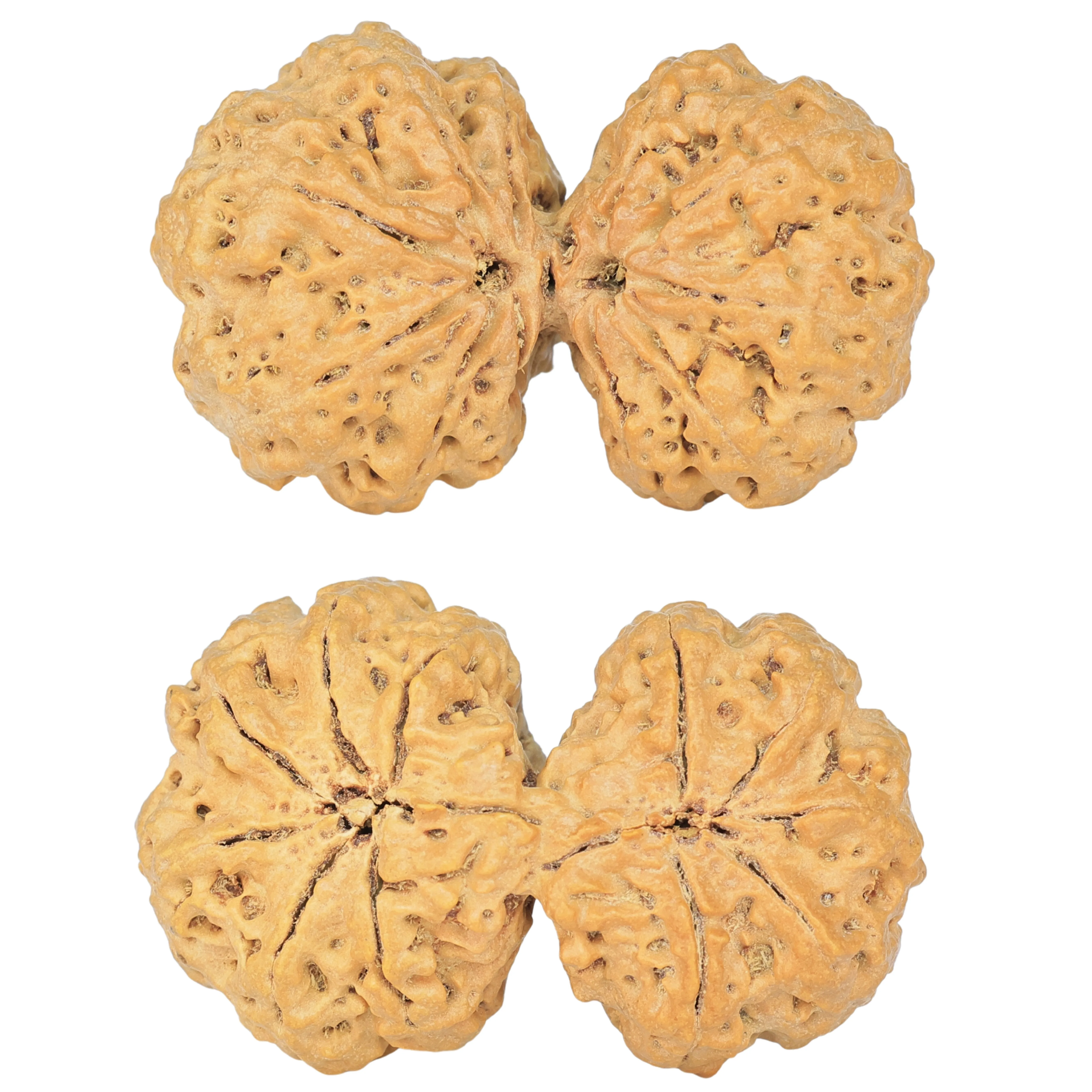 11 MK Gaurishankar 38.3mm 7.17gm - Rudraksha