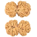 11 MK Gaurishankar 38.7mm 8.52gm - Rudraksha