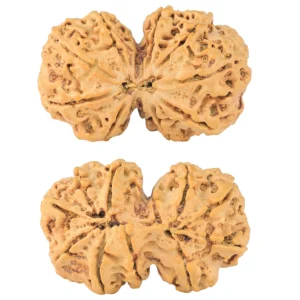 11 MK Gaurishankar 38.7mm 8.52gm - Rudraksha