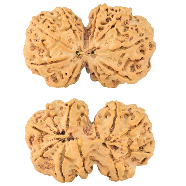 11 MK Gaurishankar 38.7mm 8.52gm - Rudraksha