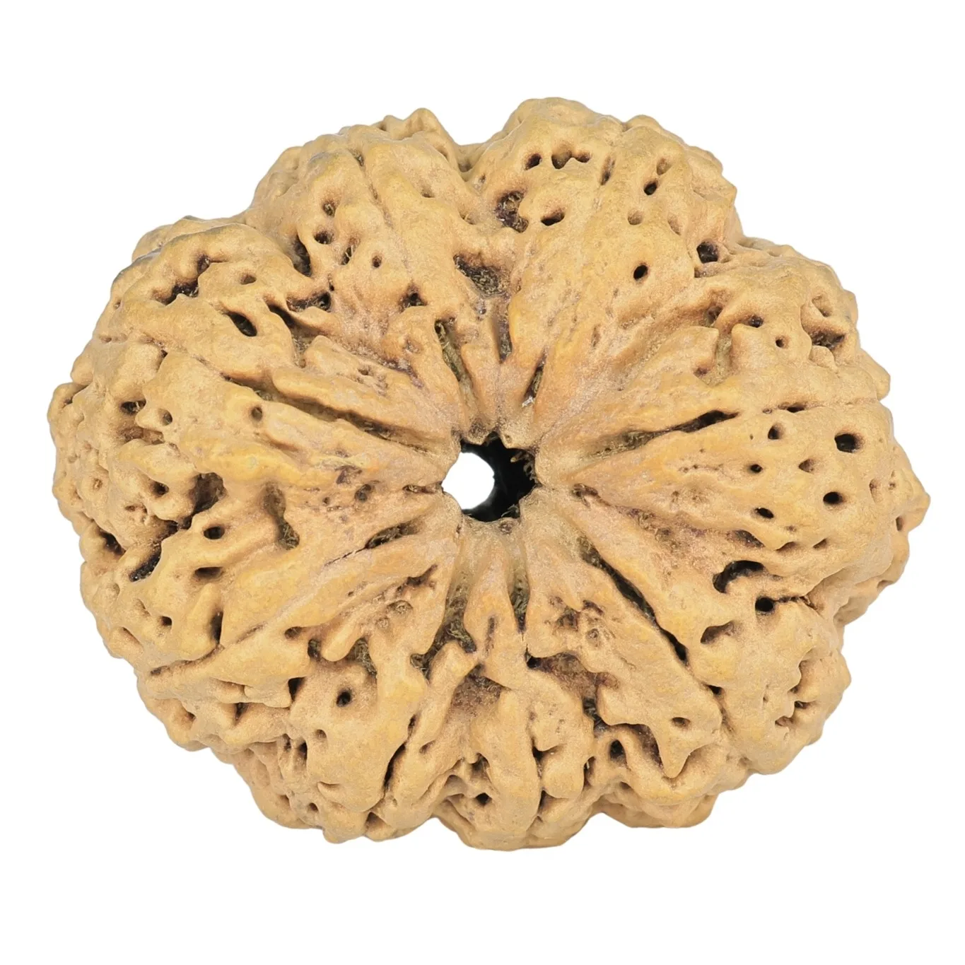 8 Mukhi Rudraksha 35.7mm 7.74gm - Rudraksha