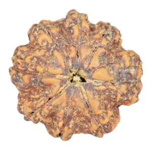 8 Mukhi Rudraksha 23.8mm 4.32gm - Rudraksha
