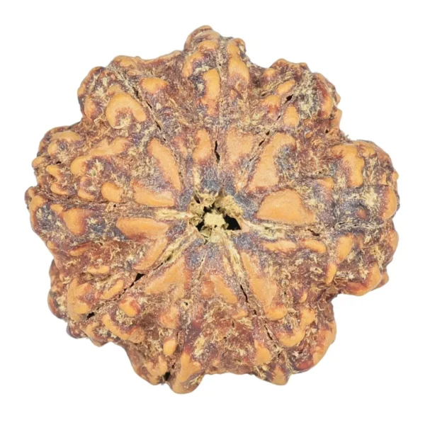 8 Mukhi Rudraksha 23.8mm 4.32gm - Rudraksha