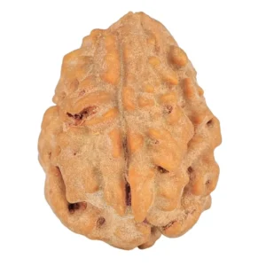 1 Mukhi Rudraksha 20mm 2gm - Rudraksha
