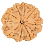 8 Mukhi Rudraksha 28.4mm 7.54gm - Rudraksha