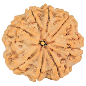 8 Mukhi Rudraksha 28.4mm 7.54gm - Rudraksha