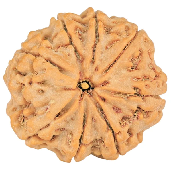 8 Mukhi Rudraksha 28.4mm 7.54gm - Rudraksha