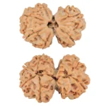 7 MK Gaurishankar 25.7mm 3.68gm - Rudraksha