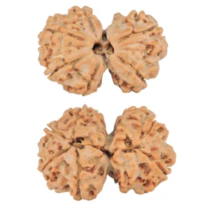 7 MK Gaurishankar 25.7mm 3.68gm - Rudraksha