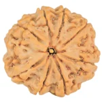 8 Mukhi Rudraksha 28.5mm 6.88gm - Rudraksha