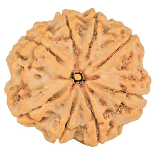 8 Mukhi Rudraksha 28.5mm 6.88gm - Rudraksha