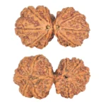10 Mk Gaurishankar 37.8mm 8.35gm - Rudraksha