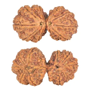 10 Mk Gaurishankar 37.8mm 8.35gm - Rudraksha