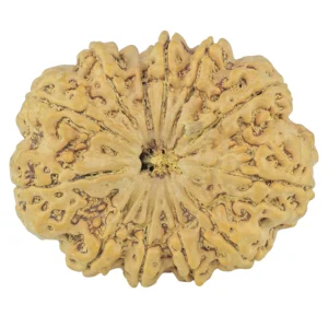 12 Mukhi Rudraksha 34.7mm 8.35gm - Rudraksha