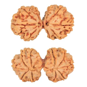 10 Mk Gaurishankar 40.4mm 9.56gm - Rudraksha