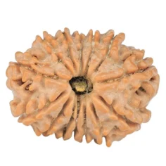 14 Mukhi Rudraksha 20.7mm 2.12gm - Rudraksha
