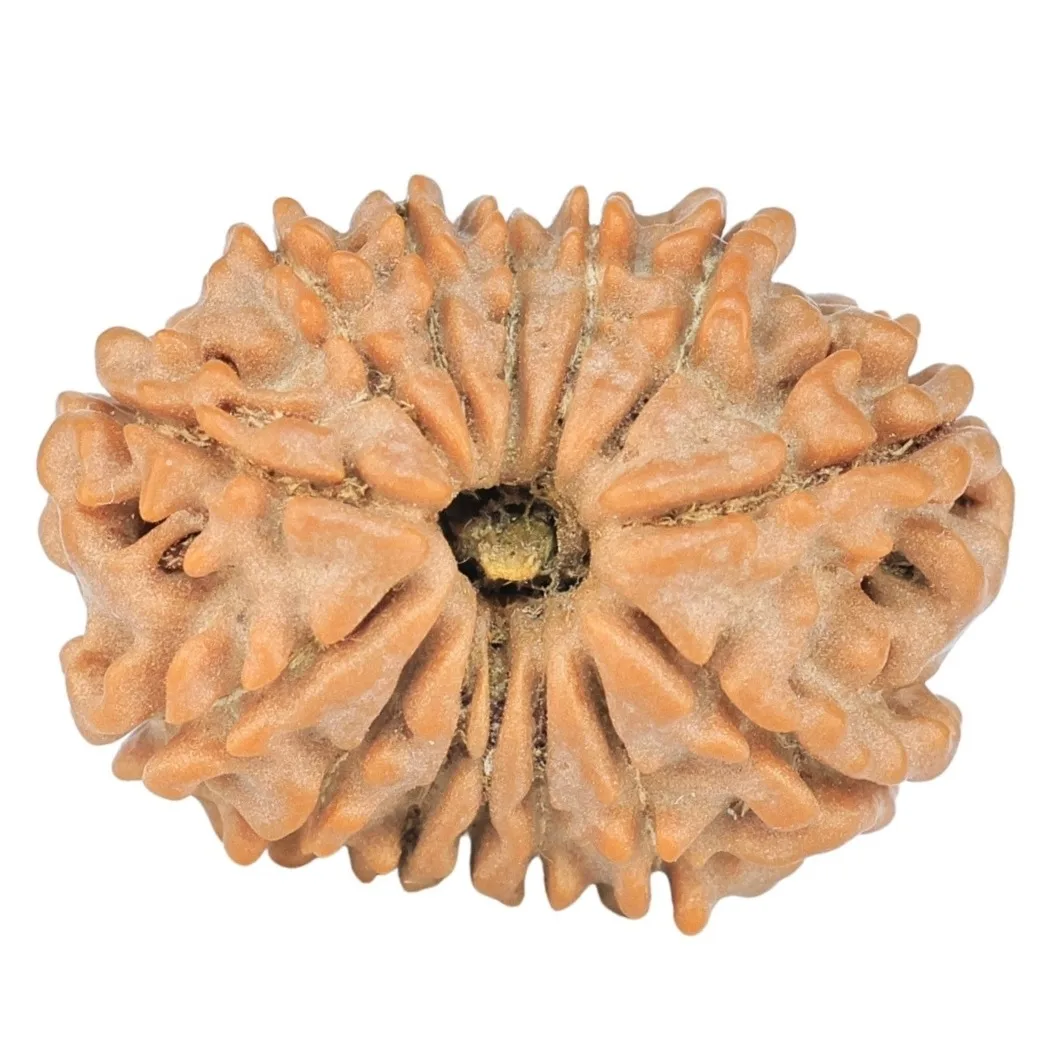 14 Mukhi Rudraksha 20.7mm 2.12gm - Rudraksha
