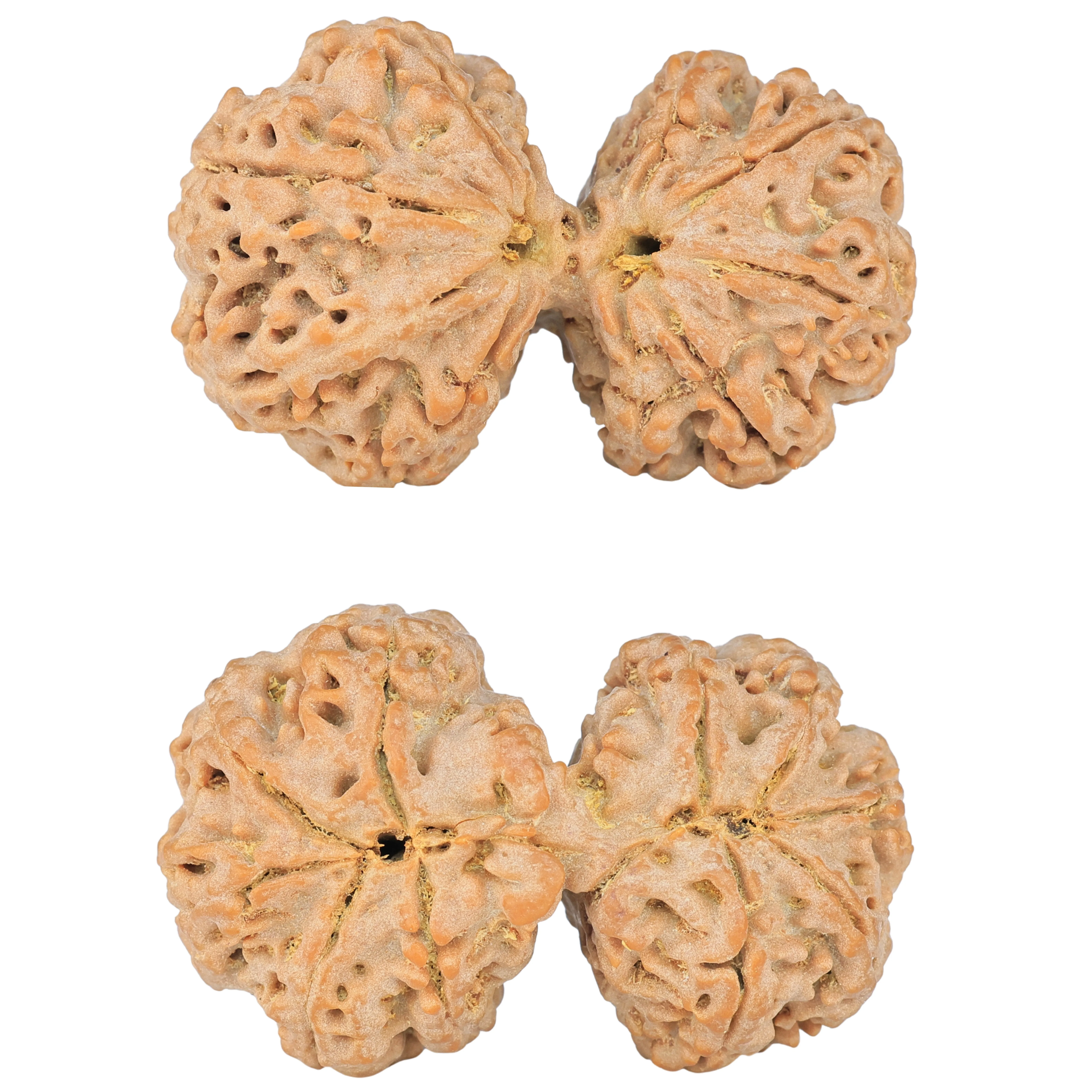 10 Mk Gaurishankar 43mm 11.74gm - Rudraksha