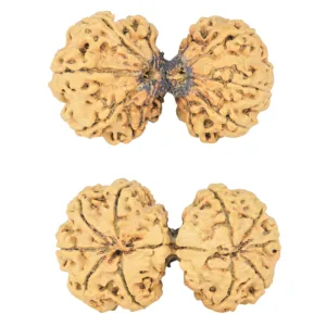 10 Mk Gaurishankar 40.2mm 6.87gm - Rudraksha