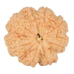 8 Mukhi Rudraksha 24.6mm 5.14gm - Rudraksha