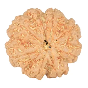 8 Mukhi Rudraksha 24.6mm 5.14gm - Rudraksha