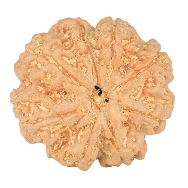8 Mukhi Rudraksha 24.6mm 5.14gm - Rudraksha