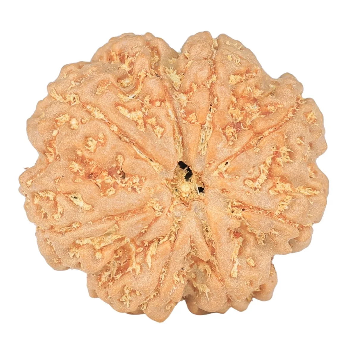 8 Mukhi Rudraksha 24.6mm 5.14gm - Rudraksha