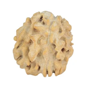 1 Mukhi Rudraksha 18.1mm 1.82gm - Rudraksha