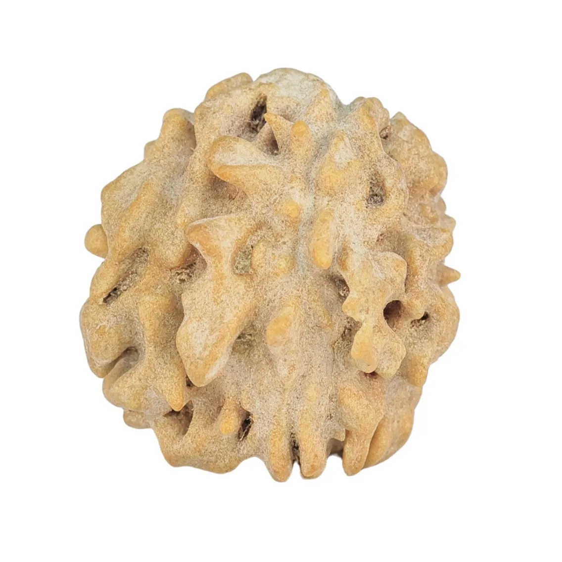 1 Mukhi Rudraksha 18.1mm 1.82gm - Rudraksha